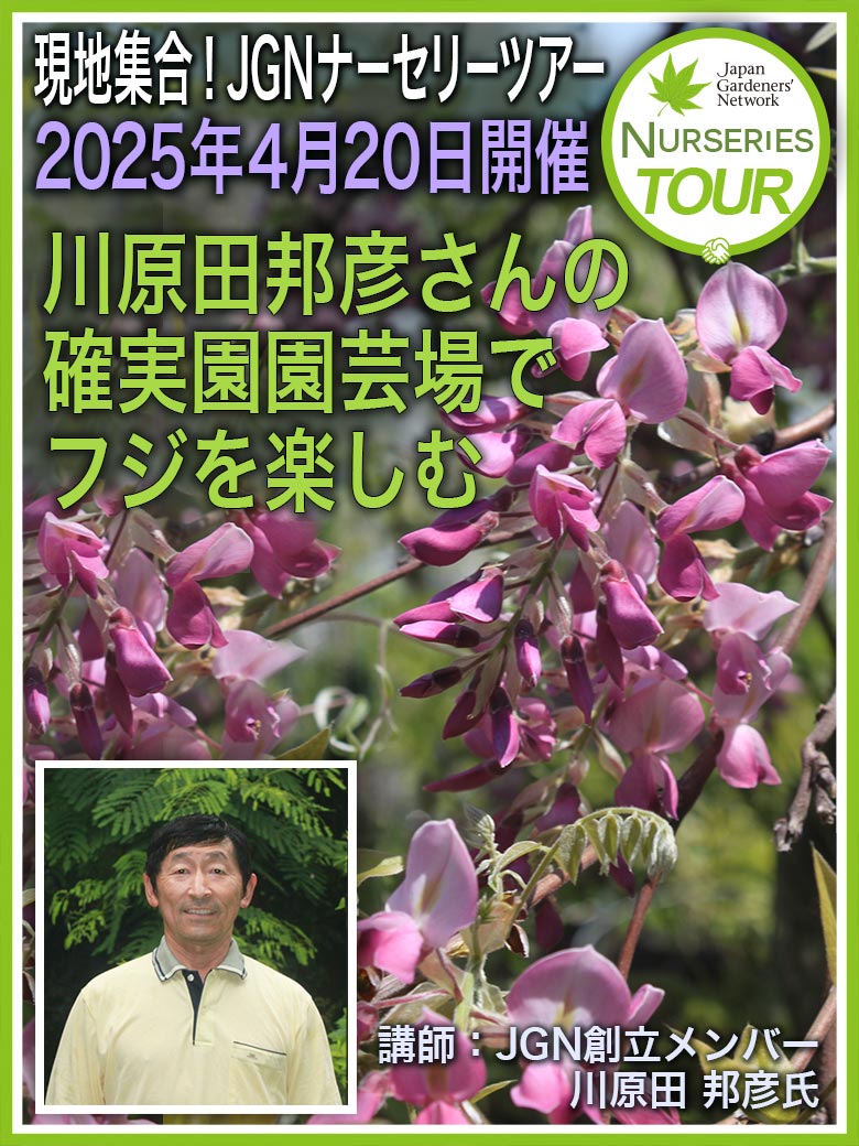 2025年4月20日現地集合！JGNナーセリーツアー『川原田邦彦さんの確実園園芸場でフジを楽しむ』国内随一の品種数を誇るフジと自然を感じる園内見学