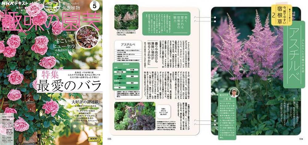 NHK趣味の園芸 懐かしくて新しい 今、育てやすい宿根草 JGN創立メンバー 園芸家 小黒 晃氏 第2回アスチルベ