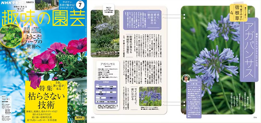 NHK趣味の園芸2025.7月号 懐かしくて新しい 今、育てやすい宿根草 JGN創立メンバー 園芸家 小黒 晃氏 第4回「アガパンサス」