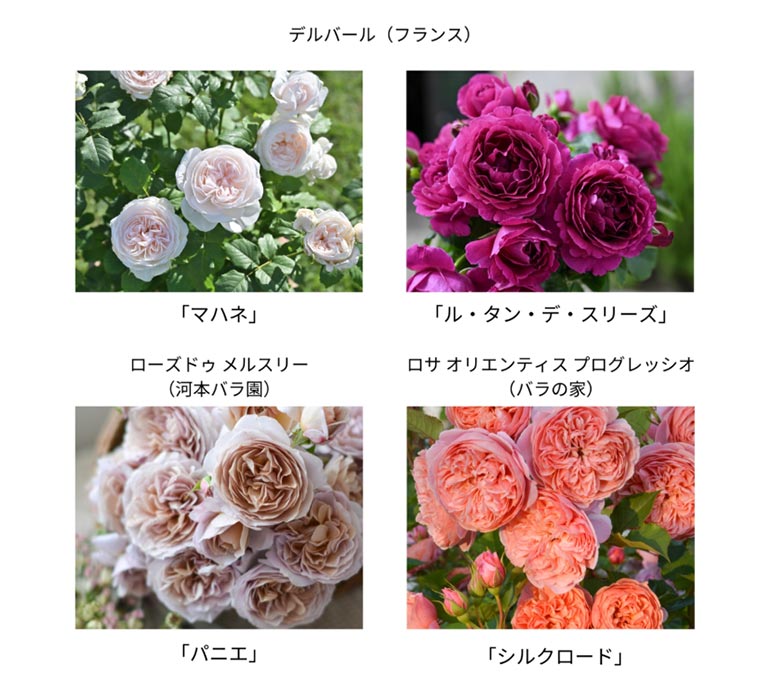 2025年5月17～19日『Rose Expo FUKUYAMA 2025』ローズマルシェ