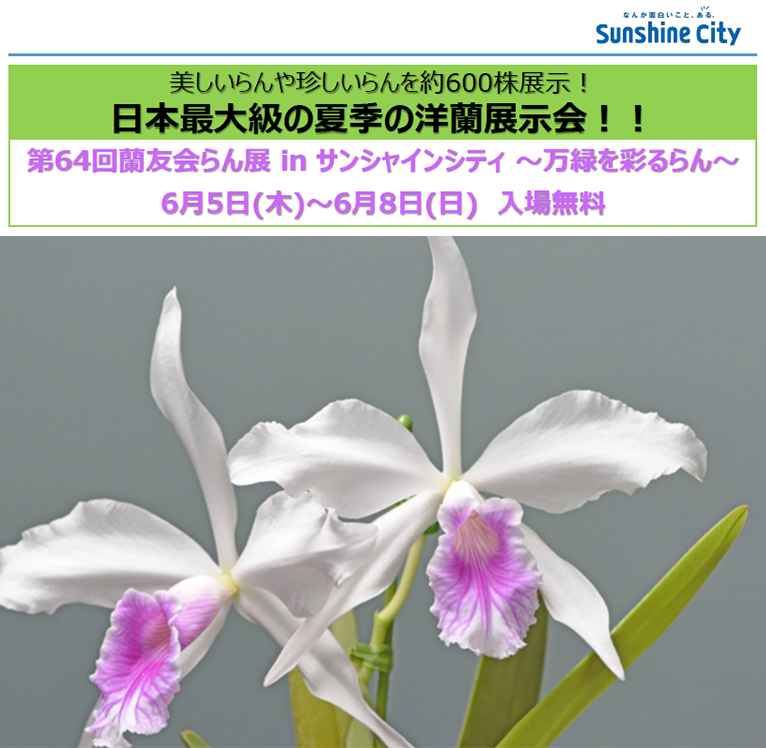 2025年6月5～8日第64回蘭友会らん展 in サンシャインシティ～万緑を彩るらん～Cattleya purpurata f. roxo-bispo　カトレヤパープラタ　カトレヤパープラタ　ロショビスポ
