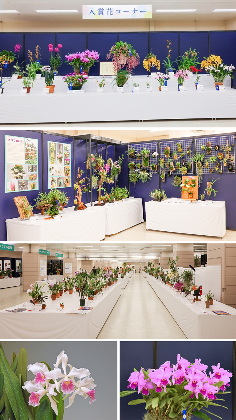 2025年6月5～8日第64回蘭友会らん展 in サンシャインシティ～万緑を彩るらん～過去の展示