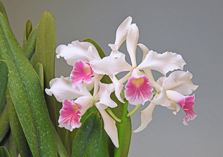 終了】2025年6月5～8日第64回蘭友会らん展 in サンシャインシティ～万