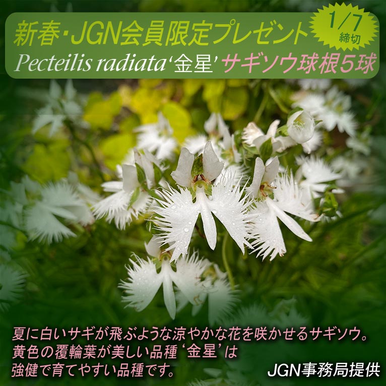2025年1月1～7日『新春・JGN会員限定プレゼント サギソウ‘金星’ 5球・5名様』 JGN事務局提供
