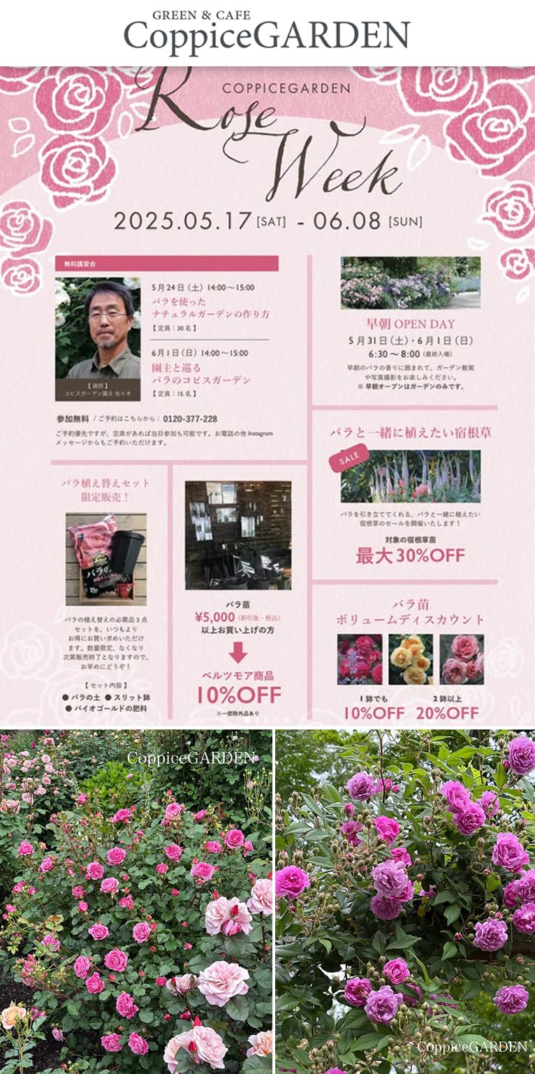 2025年5月17日〜6月9日『春のローズウィーク2025』5月24日・6月1日『園主 佐々木清志郎による講習会』参加費：無料コピスガーデン