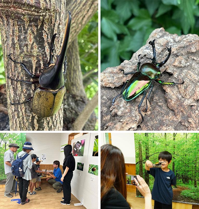 赤城自然園期間限定イベントFJネクスト×赤城自然園　夏休みカブトムシ・クワガタムシ展2025【無料】＜展示棟＞
