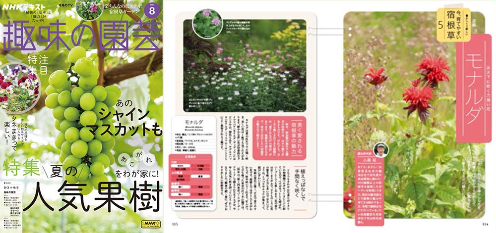NHK趣味の園芸2025.7月号【連載】懐かしくて新しい 今、育てやすい 宿根草　第5回「モナルダ」JGN創立メンバー 園芸家 小黒 晃氏