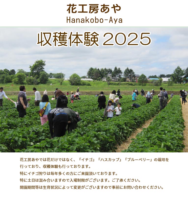 2025年収穫体験　花工房あやでは花だけではなく、併設の農場では「イチゴ」「ハスカップ」「ブルーベリー」の栽培を行っており、収穫体験も行っております。