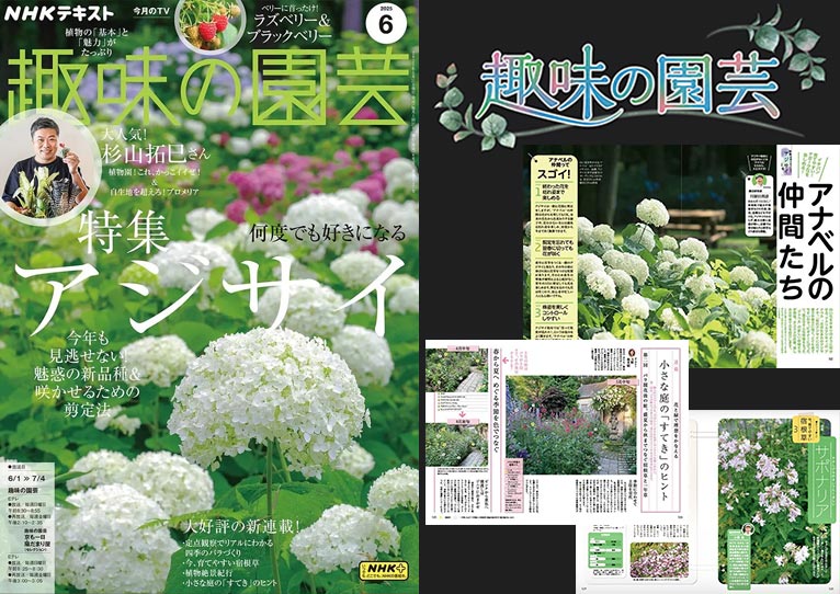 NHK趣味の園芸2025.6月号『イチバン育てやすい！ナガーク花を楽しめる！アナベルの仲間たち』『こぼれ話 次に人気が出るアジサイはコレ！ 推しのアジサイは？』川原田 邦彦氏【連載】バラ開花後の庭、盛夏から秋までつなぐ宿根草と一年草　天野 麻里絵氏【連載】懐かしくて新しい 今、育てやすい 宿根草「サポナリア」小黒 晃氏