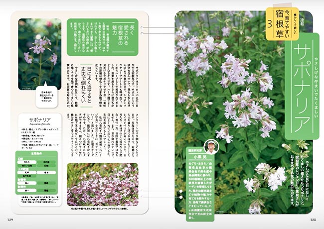 NHK趣味の園芸2025.6月号【連載】懐かしくて新しい 今、育てやすい 宿根草　第3回「サポナリア」JGN創立メンバー 園芸家 小黒 晃氏