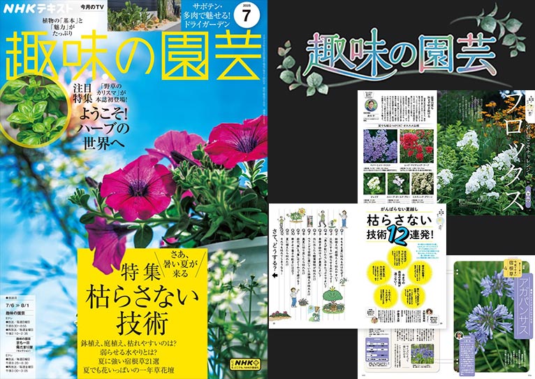 NHK趣味の園芸2025.7月号『暑い夏こそチャレンジ！ フロックス』『プロのガーデナーに人気の生産者が厳選！ 夏に強い宿根草図鑑』鈴木 学氏　『がんばらない夏越し　枯らさない技術12連発！』【連載】夏の日陰を、華やかに楽しむ　天野 麻里絵氏　【連載】懐かしくて新しい 今、育てやすい 宿根草「アガパンサス」小黒 晃氏