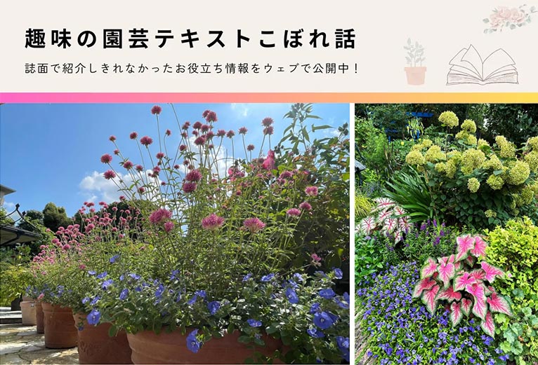 NHK趣味の園芸　2025.7月号　がんばらない夏越し　枯らさない技術12連発！ JGN創立メンバー 花遊庭ガーデナー 天野 麻里絵氏
