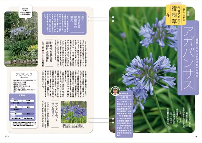 NHK趣味の園芸2025.7月号【連載】懐かしくて新しい 今、育てやすい 宿根草　第4回「アガパンサス」JGN創立メンバー 園芸家 小黒 晃氏