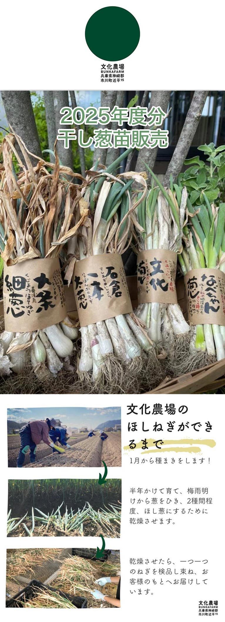 『2025年度分 干し葱苗販売』予約受付中！　有限会社 文化農場