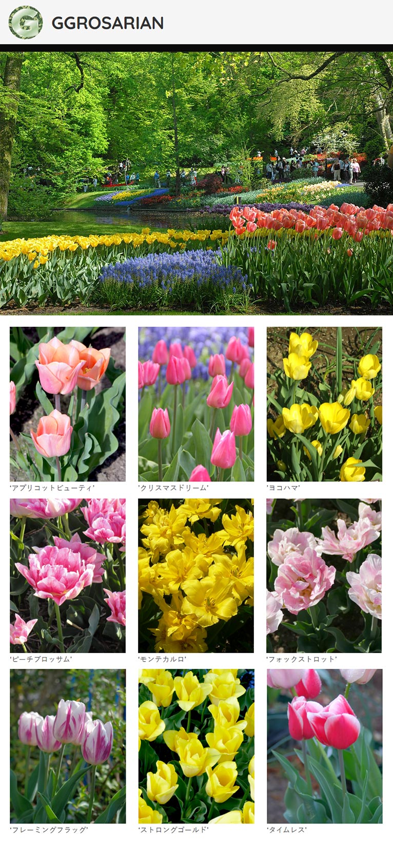チューリップ（Tulipa gesneriana）GGROSARIAN 田中 敏夫