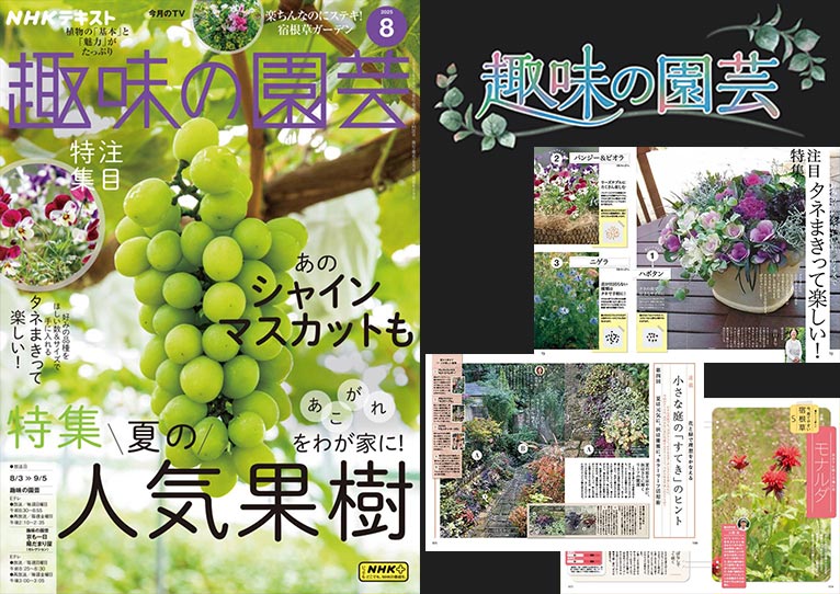 NHK趣味の園芸2025.8月号　好みの品種をほしい数、サイズで　タネまきって楽しい！山口 まり氏【連載】夏は元気に、秋は優雅に。カラーリーフ活用術　天野 麻里絵氏【連載】懐かしくて新しい 今、育てやすい 宿根草「モナルダ」小黒 晃氏