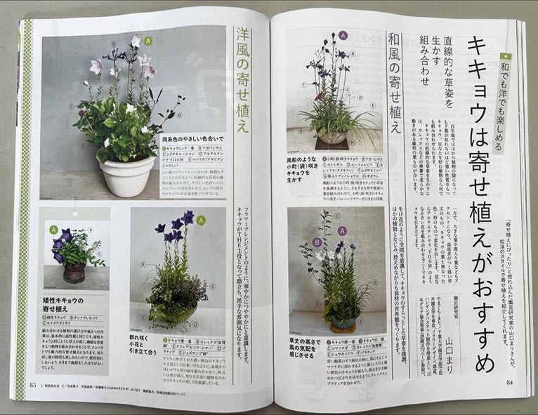 NHK「趣味の園芸」8月24日放送の「キキョウ」の講師・安藤敏夫先生に協力して、キキョウを主役にした寄せ植えを作成。趣味の園芸8月号に4点掲載頂きました。 JGN創立メンバー 山口 まり氏