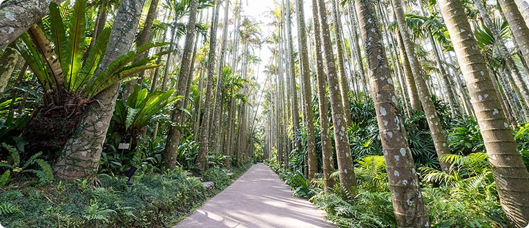 美らヤシパークオキナワ・東南植物楽園 ユスラヤシ並木