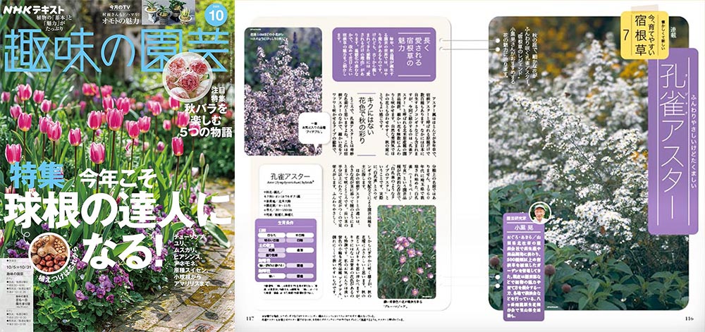 NHK趣味の園芸2025.10月号【連載】懐かしくて新しい 今、育てやすい 宿根草　第7回「孔雀アスター」JGN創立メンバー 園芸家 小黒 晃氏