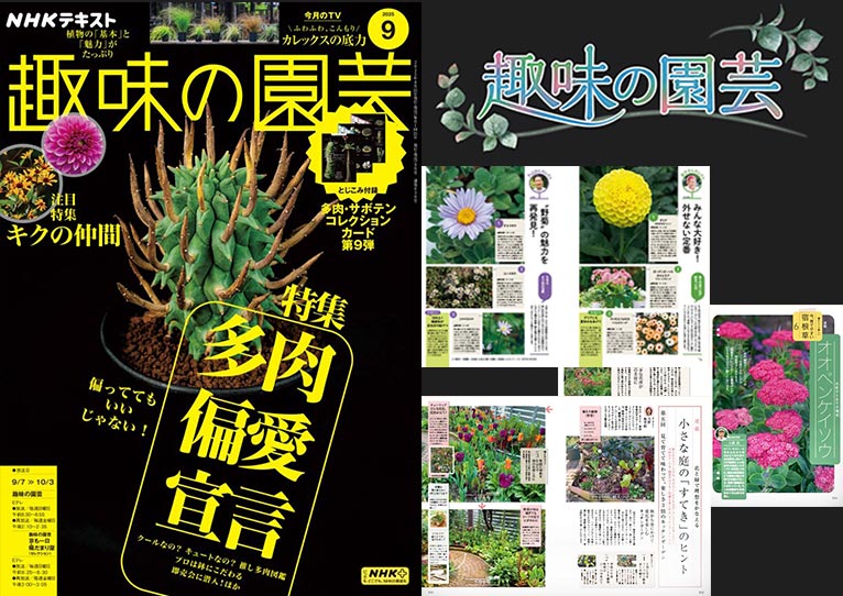 NHK趣味の園芸2025.9月号　キクの仲間 マイ・ベスト3　金子 明人氏・久山 敦氏【連載】見て育てて味わって、楽しさ3倍のキッチンガーデン　天野 麻里絵氏【連載】懐かしくて新しい 今、育てやすい 宿根草「オオベンケイソウ」小黒 晃氏