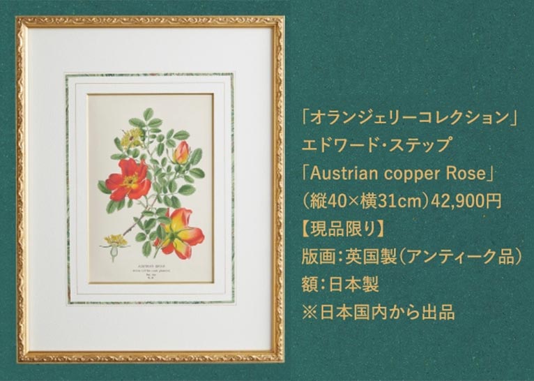 2025年9月30日～10月5日　博多阪急『英国フェア2025』　植物画を展示販売します！ JGN創立メンバーのオランジェリー コレクションさんがブース出展していますので是非お越しください。