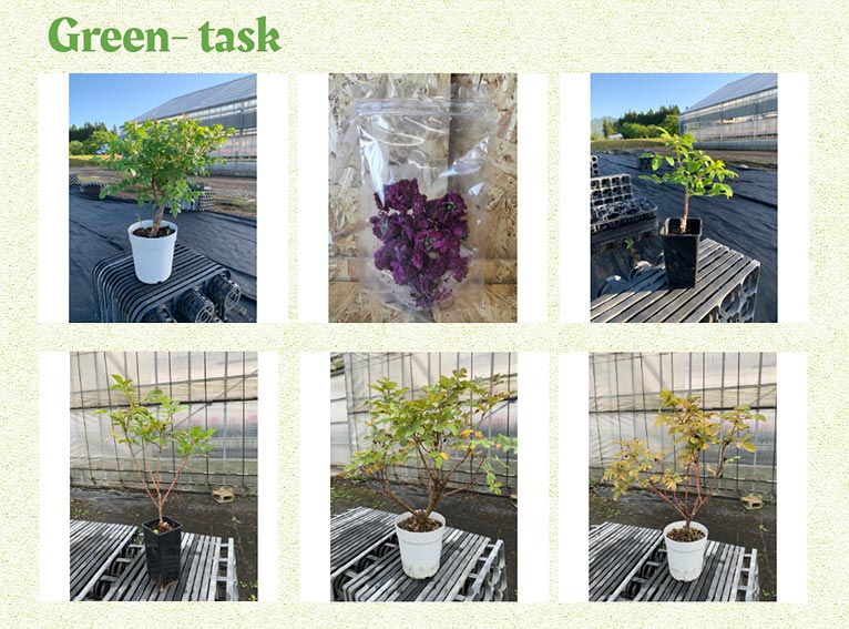 登坂園芸 紹介ページ　オンラインショップ　Green task