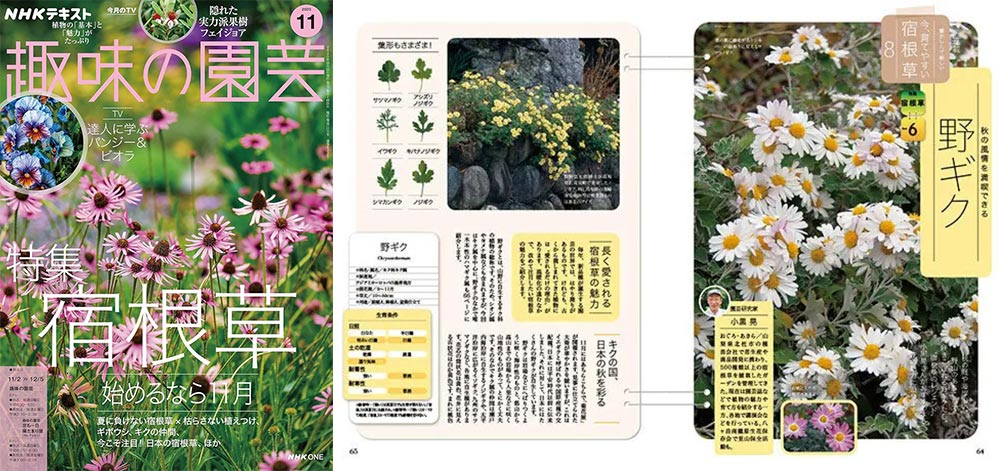 NHK趣味の園芸2025.11月号【連載】懐かしくて新しい 今、育てやすい 宿根草　第8回「野ギク」JGN創立メンバー 園芸家 小黒 晃氏