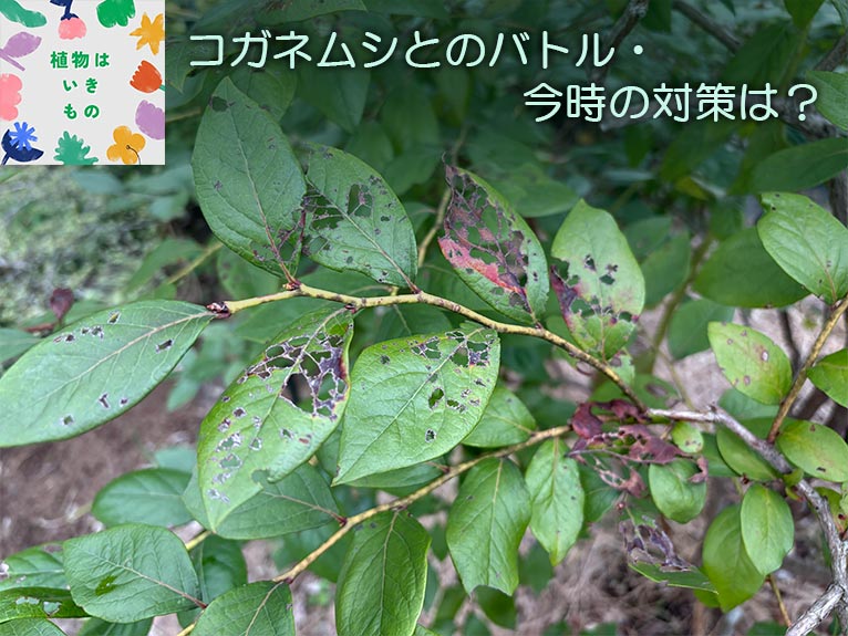 コガネムシとのバトル・今時の対策は？　コラム「植物はいきもの」食害されたブルーベリーの葉。一昨年は、葉脈だけ残った葉も多かった