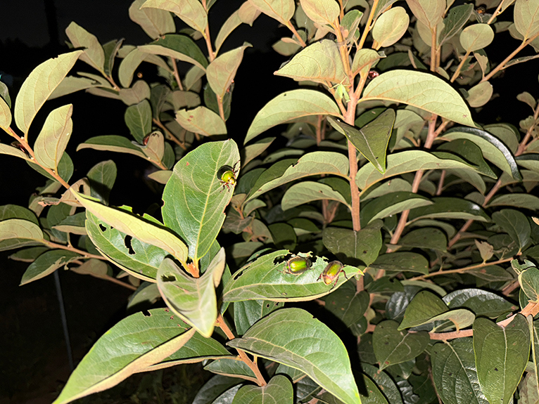 コガネムシとのバトル・今時の対策は？　コラム「植物はいきもの」（虫が苦手な方は閲覧注意）カキに群がるコガネムシ