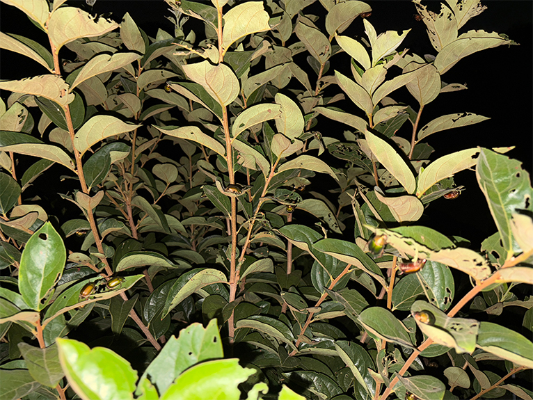 コガネムシとのバトル・今時の対策は？　コラム「植物はいきもの」（虫が苦手な方は閲覧注意）カキに群がるコガネムシ