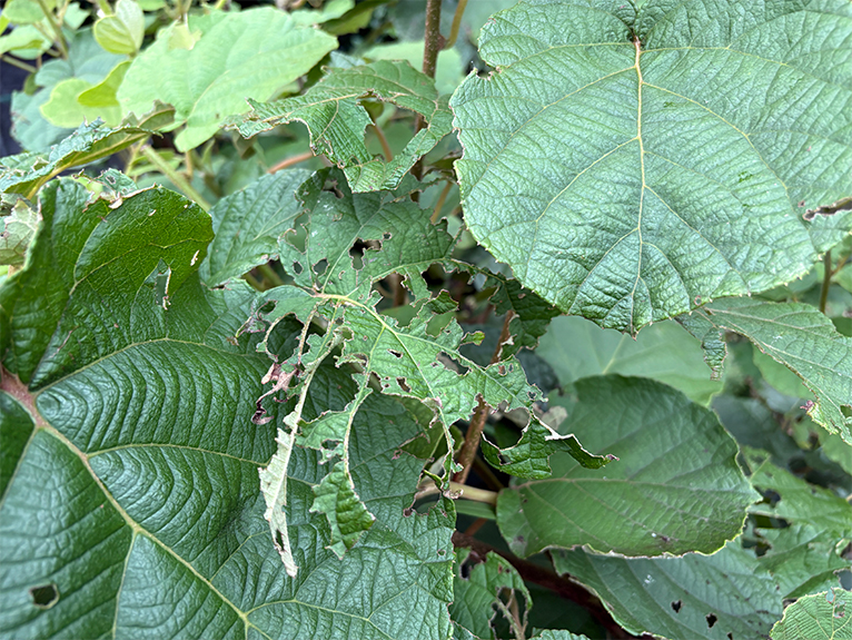 コガネムシとのバトル・今時の対策は？　コラム「植物はいきもの」食害されたキウイの葉。大きな葉がボロボロになっている