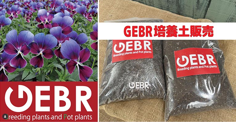 2025年11月2・3日YouTuber古屋さん主催、『秋のはなむすび2025inここちテリアtsukuba』に出展いたします 株式会社ゲブラナガトヨ