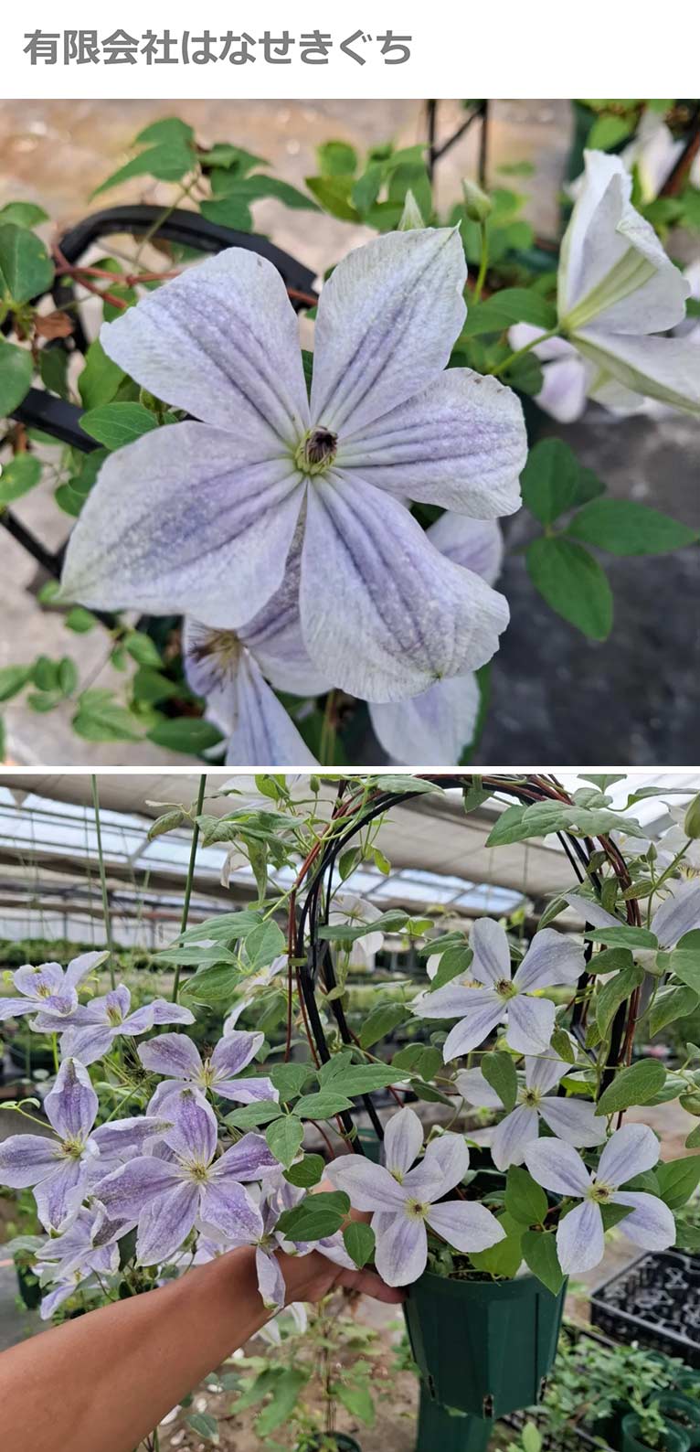 ぐんまフラワーパーク✕はなせきぐちコラボ品種『'風和里(ふわり)'』