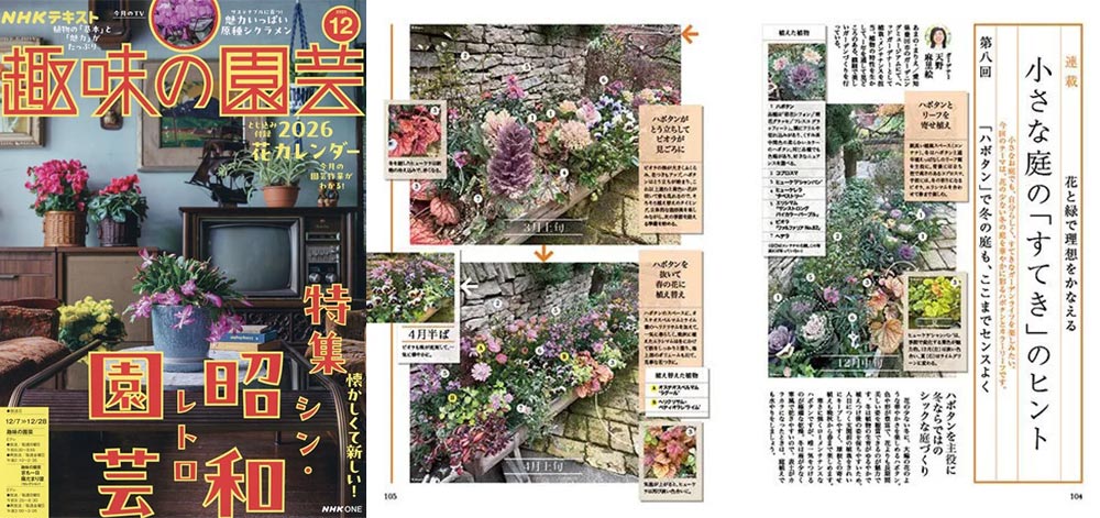 NHK趣味の園芸2025.12月号【連載】花と緑で理想をかなえる 小さな庭の「すてき」のヒント 第8回 「ハボタン」で冬の庭も、ここまでセンスよく JGN創立メンバー 花遊庭ガーデナー 天野 麻里絵氏