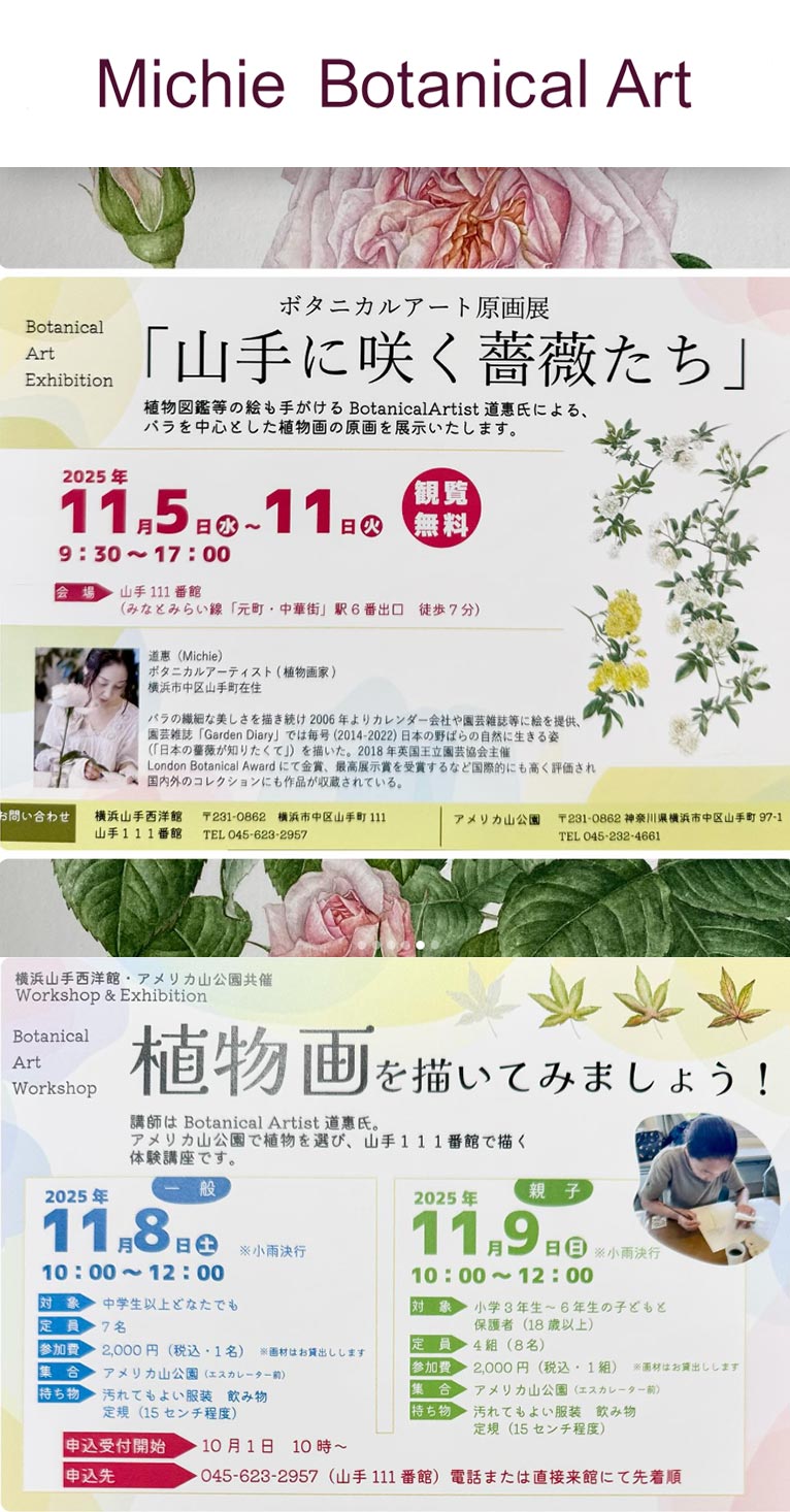 2025年11月5～11日道惠 ボタニカルアート原画展『山手に咲く薔薇たち 』11月8日・11月9日『植物を描いてみましょう！』横浜山手西洋館 アメリカ山公園共催 Workshop & Exhibition