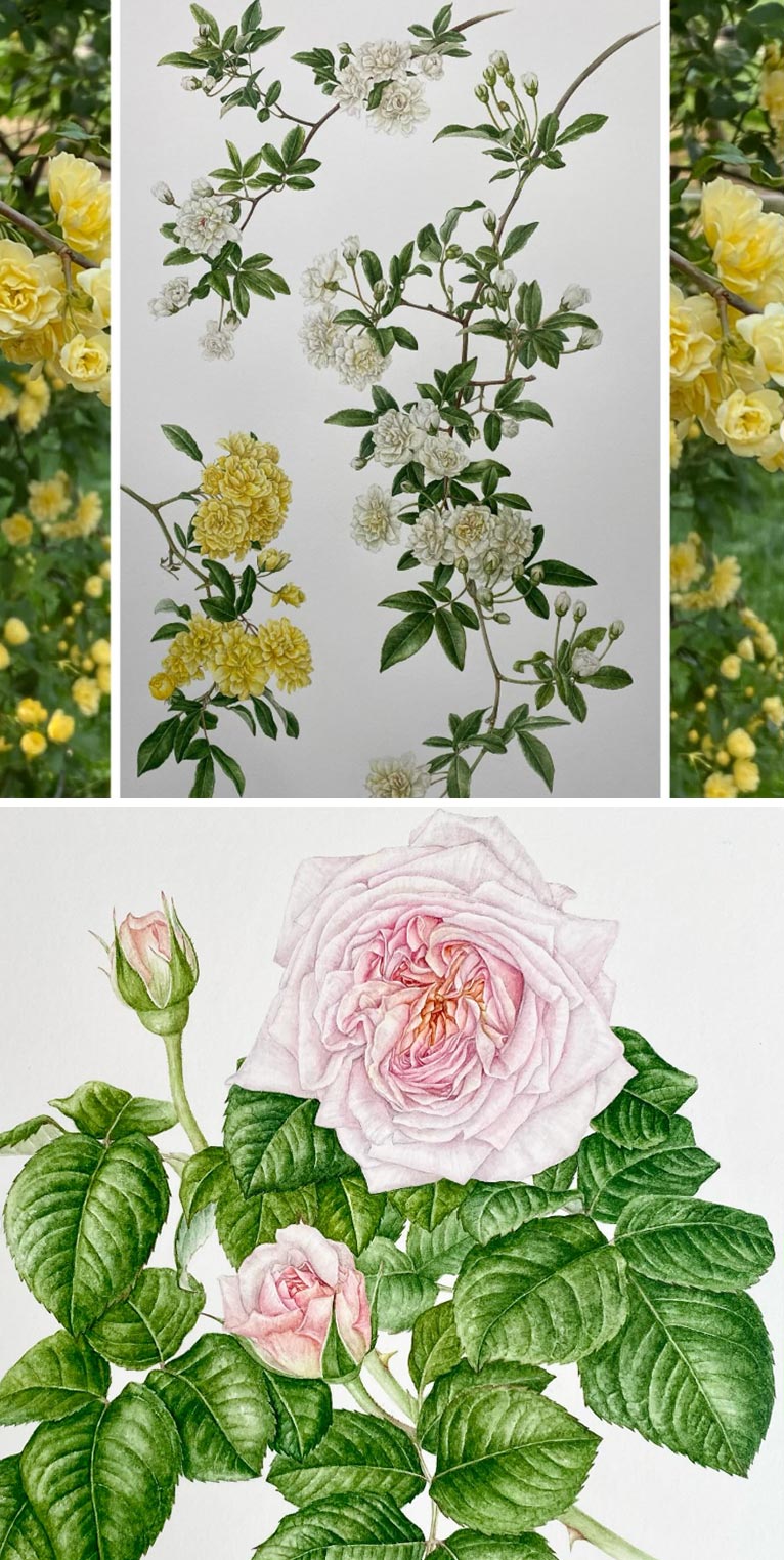 2025年11月5～11日道惠 ボタニカルアート原画展『山手に咲く薔薇たち 』11月8日・11月9日『植物を描いてみましょう！』横浜山手西洋館 アメリカ山公園共催 Workshop & Exhibition