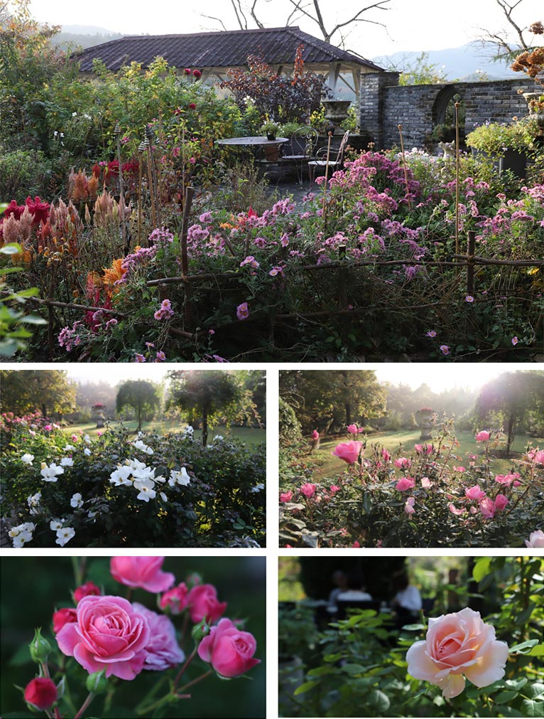 2025年11月1～3日『秋の朝もやガーデン』ROSA & BERRY Tawada ローザンベリー多和田