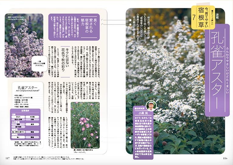 NHK趣味の園芸2025.10月号【連載】懐かしくて新しい 今、育てやすい 宿根草　第7回「孔雀アスター」JGN創立メンバー 園芸家 小黒 晃氏