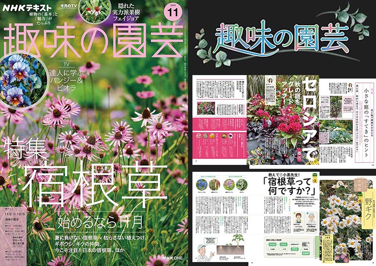 NHK趣味の園芸2025.11月号 11月2日・7日TV 『セロシアで秋の庭をグレードアップ！』【連載】秋から春まで すてきな名わき役「パンジー&ビオラ」天野 麻里絵氏 教えて小黒先生！「宿根草って何ですか？」【連載】懐かしくて新しい 今、育てやすい 宿根草「野ギク」小黒 晃氏