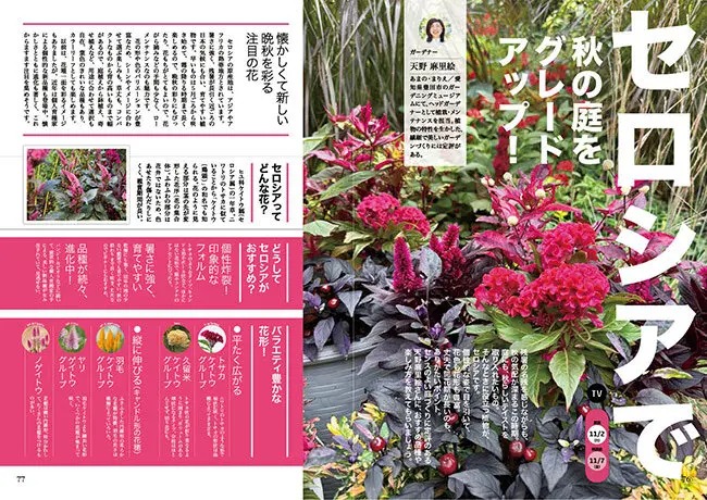 NHK趣味の園芸　2025.11月号【TV】セロシアで秋の庭をグレードアップ！JGN創立メンバー 花遊庭ガーデナー 天野 麻里絵氏
