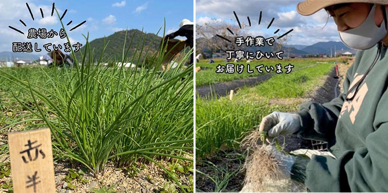 『2025年度分 玉ねぎ苗販売』有限会社 文化農場　楽天市場ショップ『野菜苗の文化農場』遠方の方向けには、楽天市場にて販売しております。