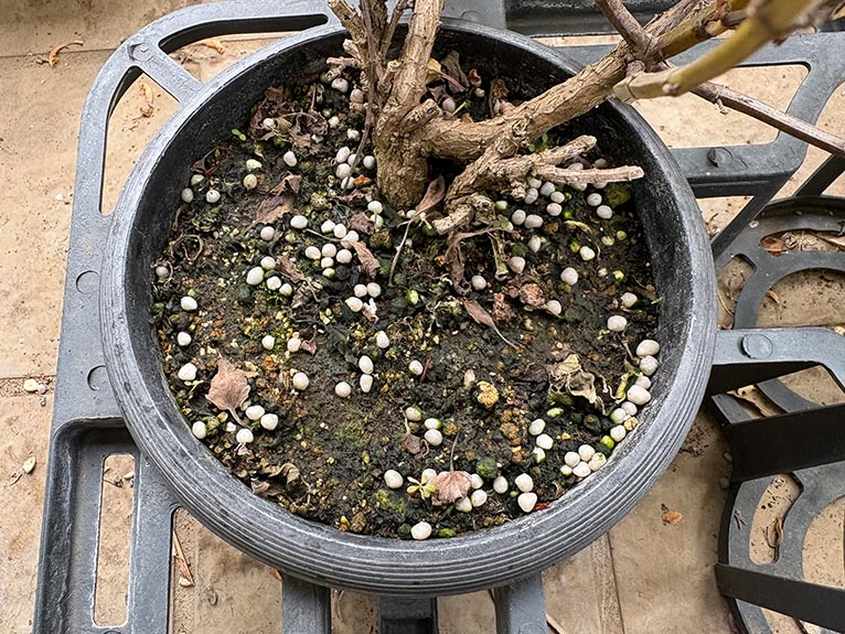 コーティング肥料を試してみた　コラム「植物はいきもの」鉢植え用土の表面にばら撒いたコーティング肥料