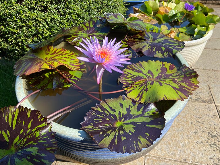 コーティング肥料を試してみた　コラム「植物はいきもの」スイレンの肥料切れも心配無用