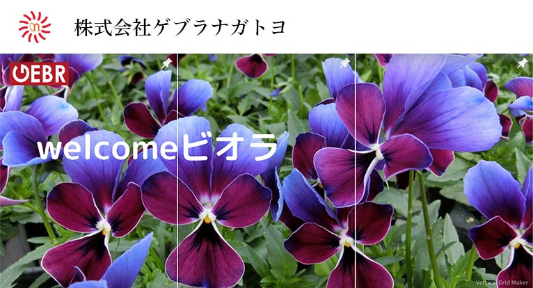 ビオラ“ミステリアス”シリーズ「ミステリアスバニー」「マリア」株式会社ゲブラナガトヨ