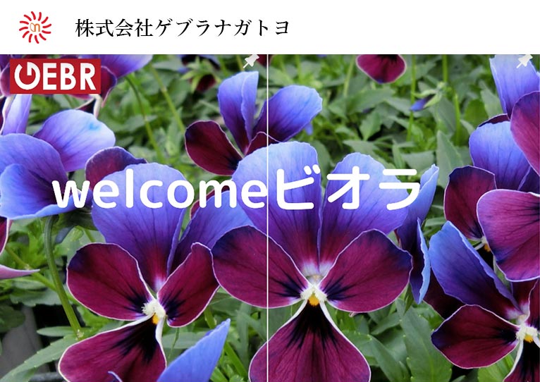 ビオラ“ミステリアス”シリーズ「ミステリアスバニー」「マリア」株式