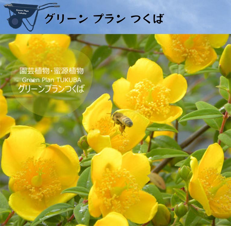 2025年11月22～24日『ミツバチサミット2025 in つくば国際会議場』【グリーンプランつくば】園芸植物・蜜源植物をテーマに生産した植物の苗を持って参加します。