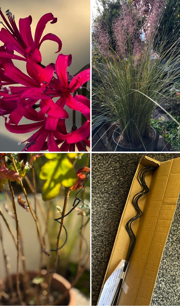 2025年11月21日　NHKあさいち グリーンだよー 東京パークガーデンアワード公園の庭を吉谷桂子がご紹介します！