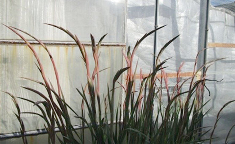 レアな切り花3種類 三宅花卉園