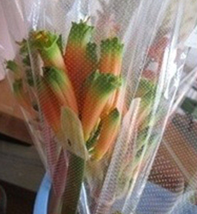 レアな切り花3種類 三宅花卉園