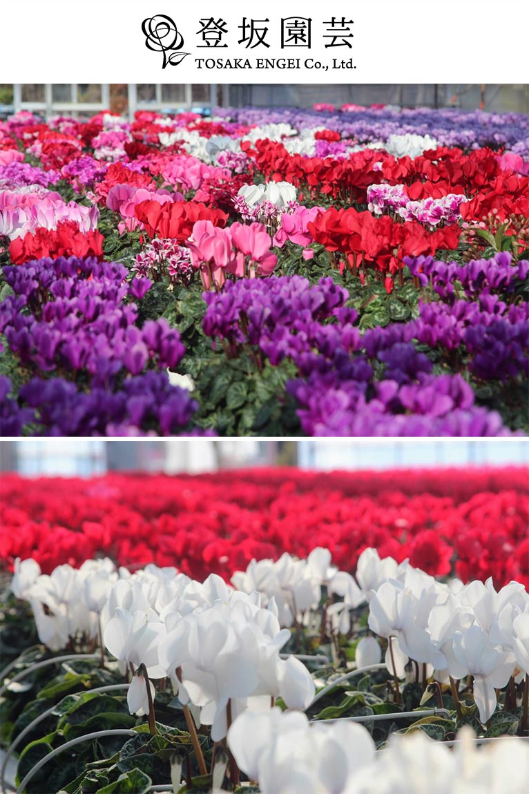 2025年11月22日～12月10日頃まで『登坂園芸 シクラメン直売』